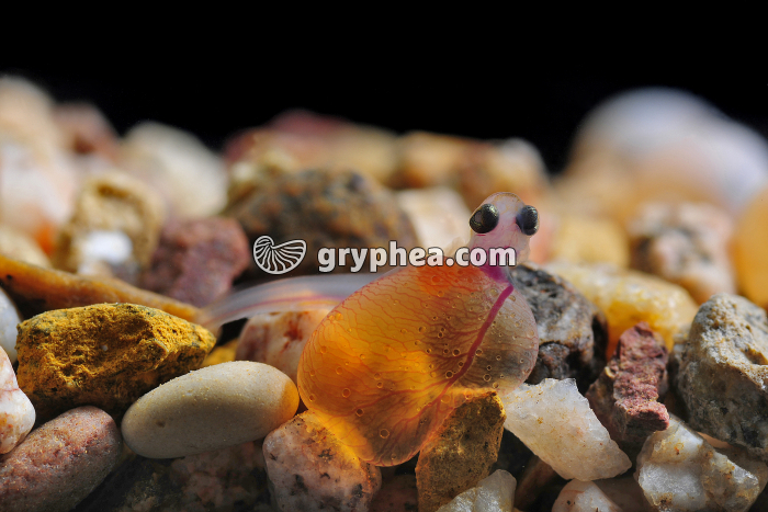 Truite - Jeune alevin de truite fario - gryphea.com